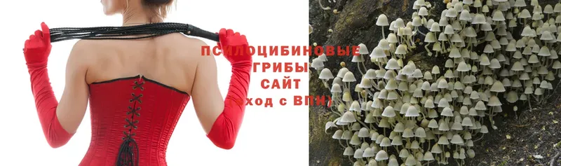 купить  цена  Невинномысск  Галлюциногенные грибы MAGIC MUSHROOMS 